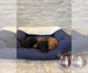 Poodle (Miniature) Puppy for sale in WELLFORD, SC, USA