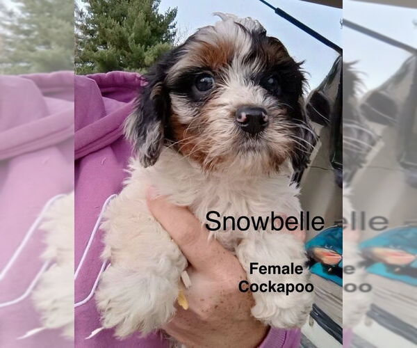 Medium Photo #1 Cock-A-Poo Puppy For Sale in Studio City, CA, USA