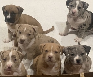 American Staffordshire Terrier Puppy for sale in BALTIMORE, MD, USA