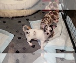 Small #1 Chihuahua