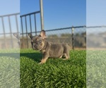 Small #4 French Bulldog
