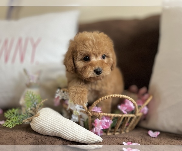 Medium Photo #3 Cavapoo Puppy For Sale in CENTER, TX, USA