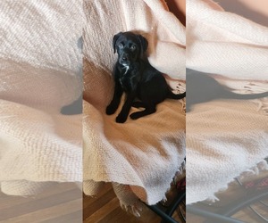 Golden Labrador Dogs for adoption in SHERBURNE, NY, USA