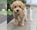 Small #2 Poodle (Miniature)