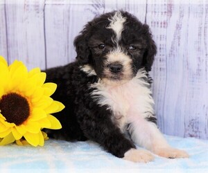 Poodle (Miniature)-Sheepadoodle Mix Puppy for sale in FREDERICKSBG, OH, USA