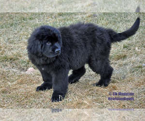 Newfoundland Puppy for sale in ENTERPRISE, OR, USA