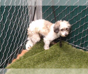 Chi-Poo (Miniature) Dogs for adoption in Downey, CA, USA