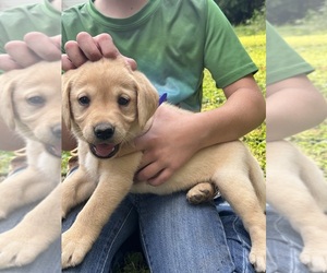 Labrador Retriever Puppy for sale in DENVER, PA, USA