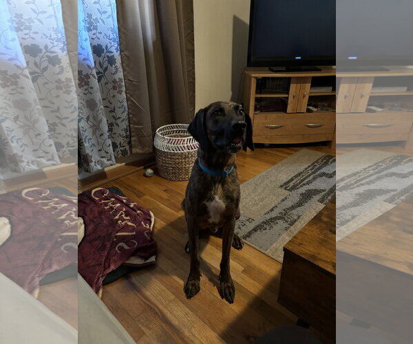 Medium Photo #7 Plott Hound-Unknown Mix Puppy For Sale in Fort Collins, CO, USA