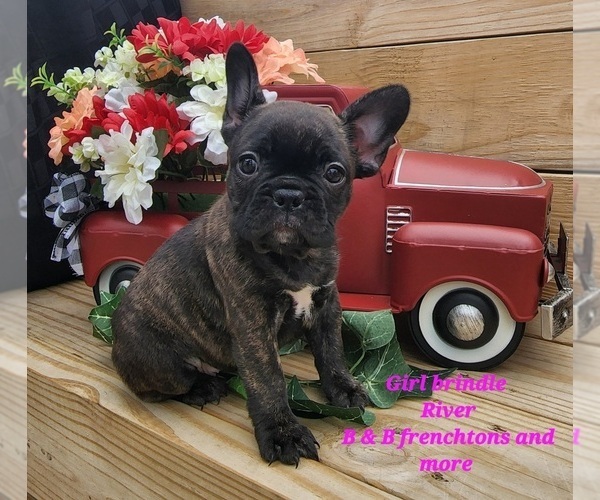 Medium Photo #3 Faux Frenchbo Bulldog Puppy For Sale in BOONE, IA, USA