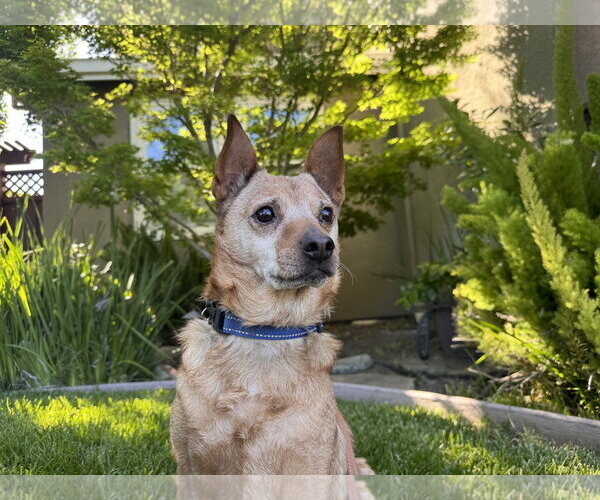 Medium Photo #8 Mutt Puppy For Sale in Santa Clara, CA, USA