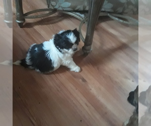 Mal-Shi Puppy for sale in SALEM, MA, USA
