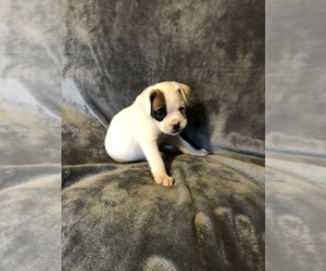 French Bulloxer Puppy for sale in KENNA, WV, USA
