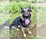 Small #1 German Shepherd Dog