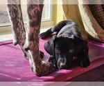 Small Photo #9 German Shorthaired Pointer Puppy For Sale in MCKINNEY, TX, USA