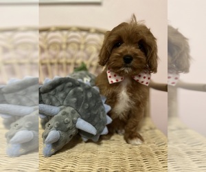 Cavapoo Puppy for sale in SYLMAR, CA, USA