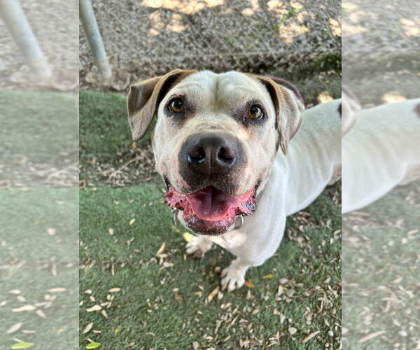 Medium Photo #30 Bulloxer Puppy For Sale in Lake Forest, CA, USA