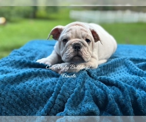 English Bulldog Puppy for sale in POWHATAN, VA, USA