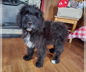 Bernedoodle Puppy for Sale in BLACK FOREST, Colorado USA
