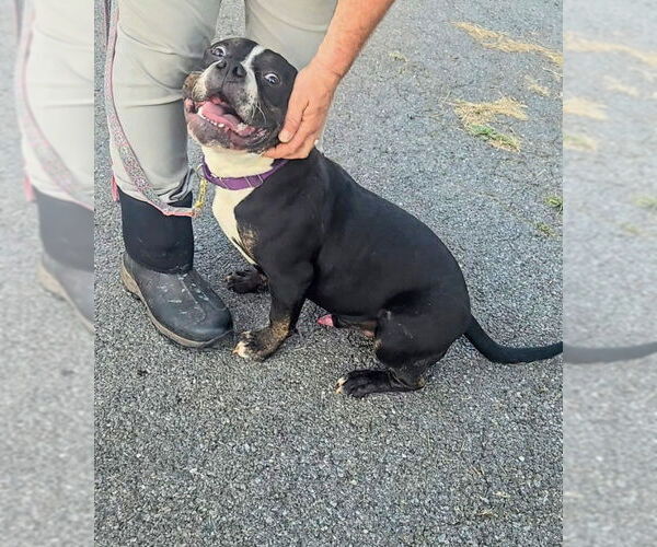 Medium Photo #2 American Pit Bull Terrier Puppy For Sale in Stanhope, NJ, USA