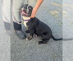 Small #1 American Pit Bull Terrier