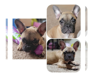 French Bulldog Puppy for sale in BOCA RATON, FL, USA