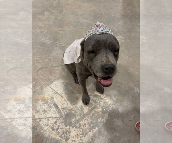 Medium Photo #11 Mutt Puppy For Sale in Goodyear, AZ, USA