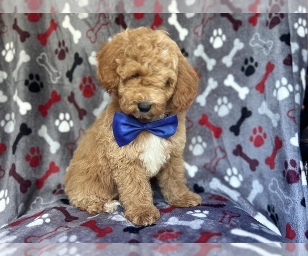 Medium Photo #7 Poodle (Miniature) Puppy For Sale in LAKELAND, FL, USA