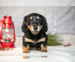 Small Photo #15 Dachshund Puppy For Sale in GOSHEN, IN, USA