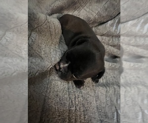 French Bulldog Puppy for sale in ELSMERE, KY, USA