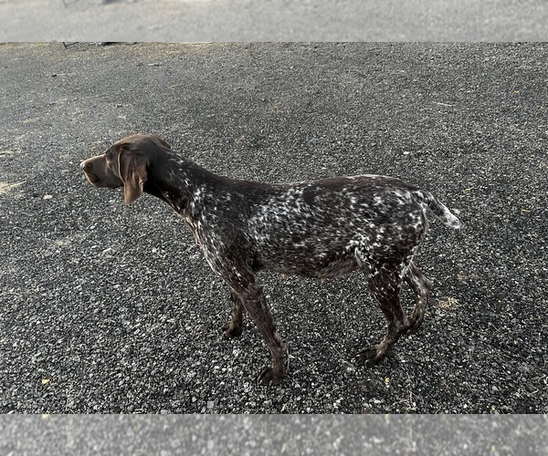 Medium Photo #1 German Shorthaired Pointer Puppy For Sale in SANBORN, NY, USA