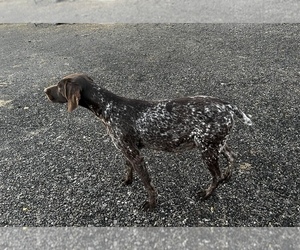 Mother of the German Shorthaired Pointer puppies born on 12/10/2022