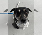 Small #1 Rat Terrier