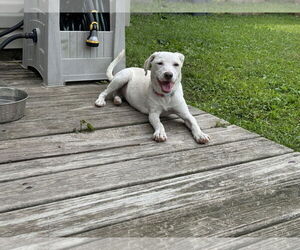 Labrador Retriever-Unknown Mix Dogs for adoption in Virginia Beach, VA, USA