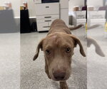 Small Labrador Retriever Mix