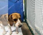 Small Beagle