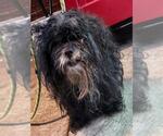 Small Havanese