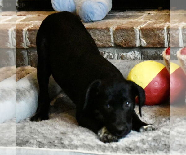 Medium Photo #4 Mutt Puppy For Sale in Mechanicsburg, PA, USA