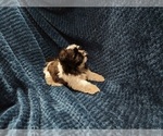 Small Photo #7 Shih Tzu Puppy For Sale in THE WOODLANDS, TX, USA