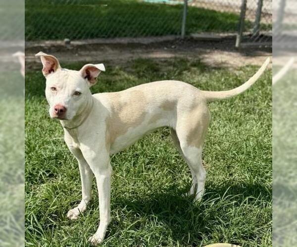 Medium Photo #2 American Pit Bull Terrier-Unknown Mix Puppy For Sale in Conroe, TX, USA