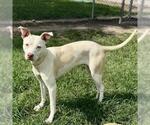 Small #1 American Pit Bull Terrier Mix