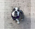 Small #3 Bulldog