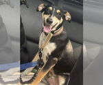 Small #3 Rat Terrier Mix