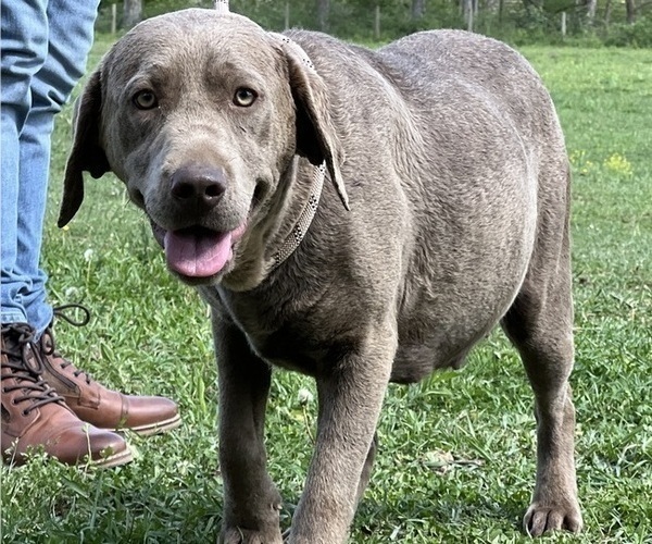Medium Photo #1 Labrador Retriever Puppy For Sale in NEOLA, WV, USA
