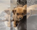 Puppy 5 Beagle-Chiweenie Mix