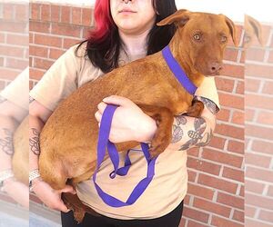 Mulata - Female Mutt Dog for Adoption - Photo #2