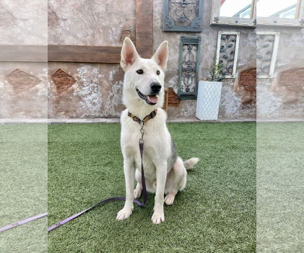 Medium Photo #1 Siberian Husky-Unknown Mix Puppy For Sale in Escondido, CA, USA