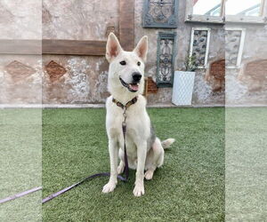 Siberian Husky-Unknown Mix Dogs for adoption in Escondido, CA, USA