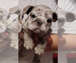 Image preview for Ad Listing. Nickname: PeeWee