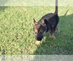 Small Photo #8 German Shepherd Dog Puppy For Sale in ANNA, TX, USA